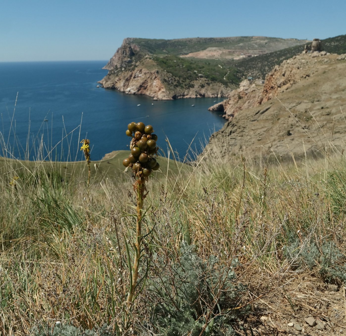 Изображение растения Asphodeline lutea.