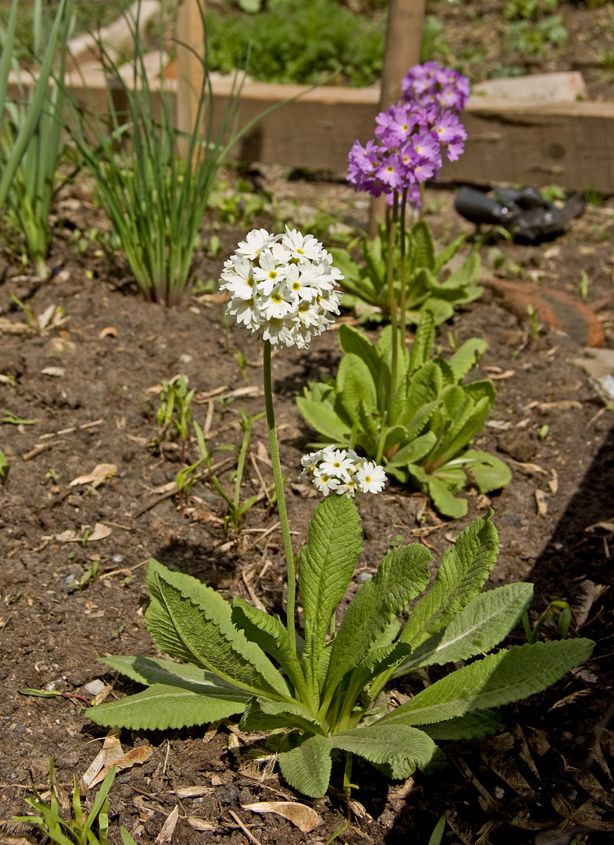 Image of Primula denticulata specimen.