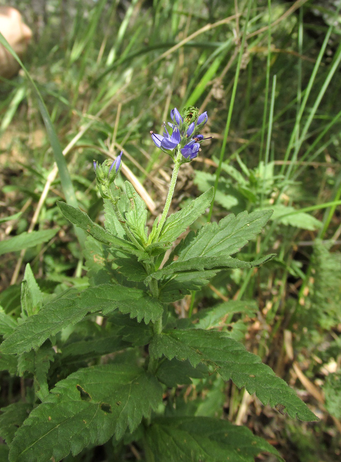 Image of Veronica jacquinii specimen.