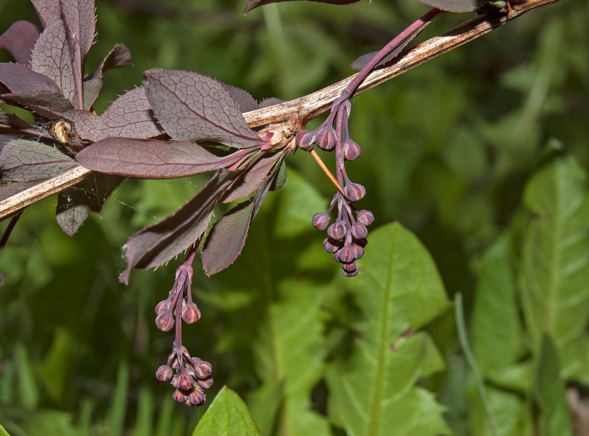 Изображение особи Berberis vulgaris f. atropurpurea.