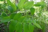 Polygonatum glaberrimum