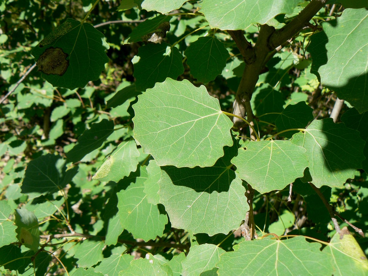 Image of Populus tremula specimen.