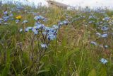 Myosotis asiatica. Верхушки цветущих растений. Мурманская обл., Терский р-н, с. Кашкаранцы, берег Белого моря, суходольный луг. 24.06.2018.