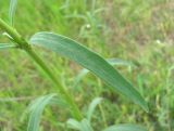 Euphorbia virgata. Лист. Дагестан, Кумторкалинский р-н, луг близ р. Шураозень. 06.05.2018.