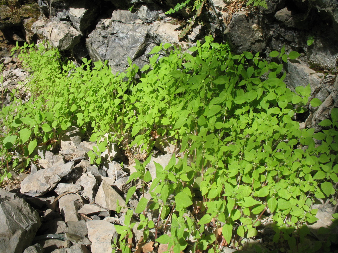 Image of Parietaria micrantha specimen.