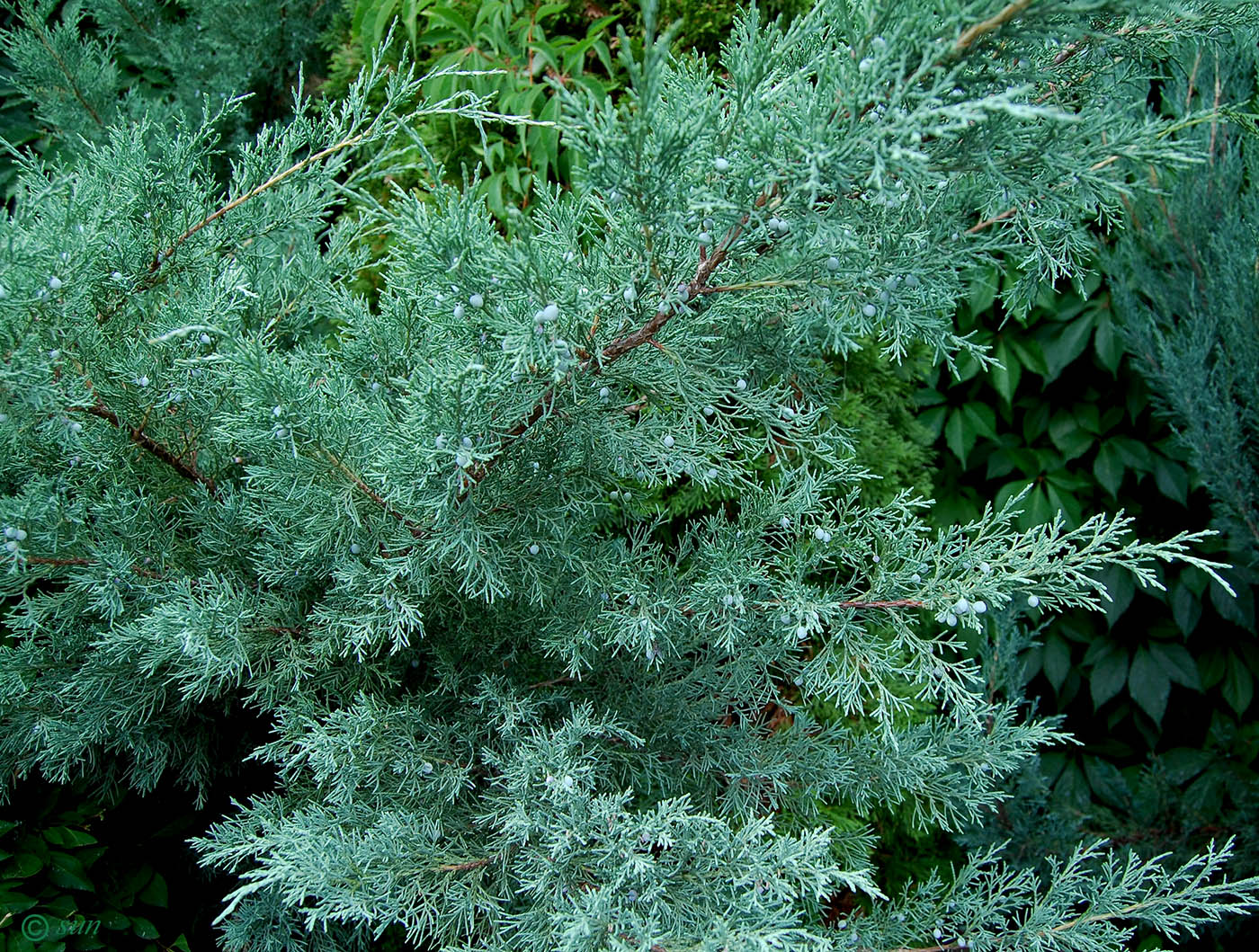 Изображение особи Juniperus virginiana.