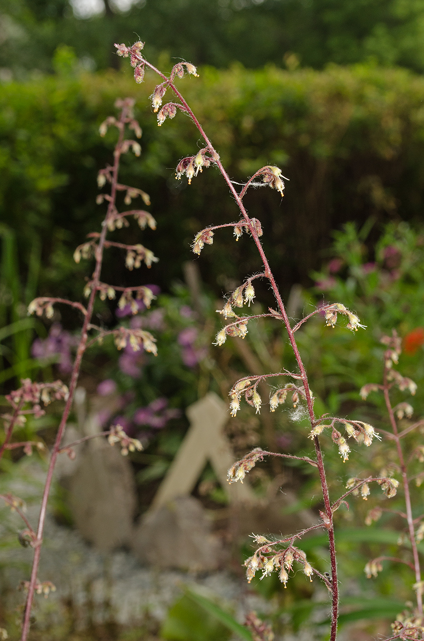 Image of Heuchera micrantha specimen.