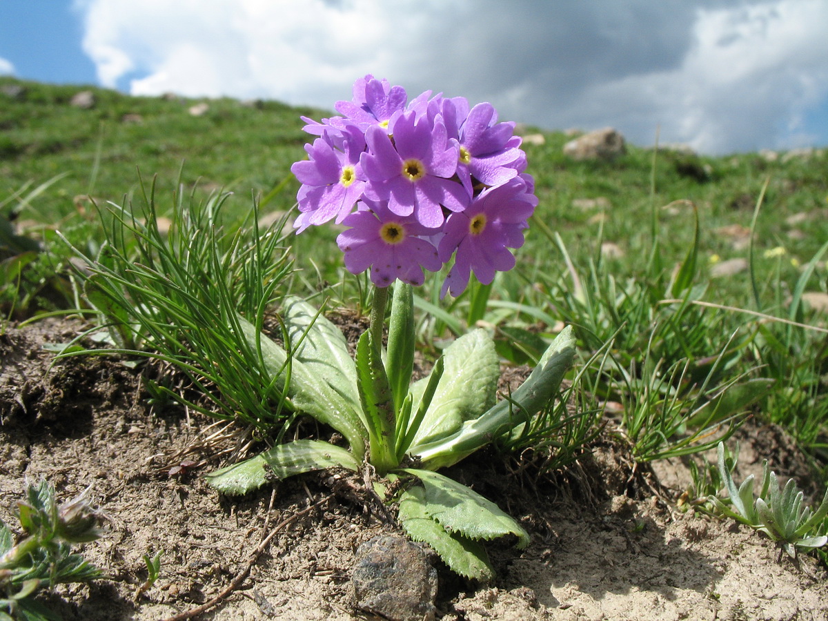 Image of Primula algida specimen.