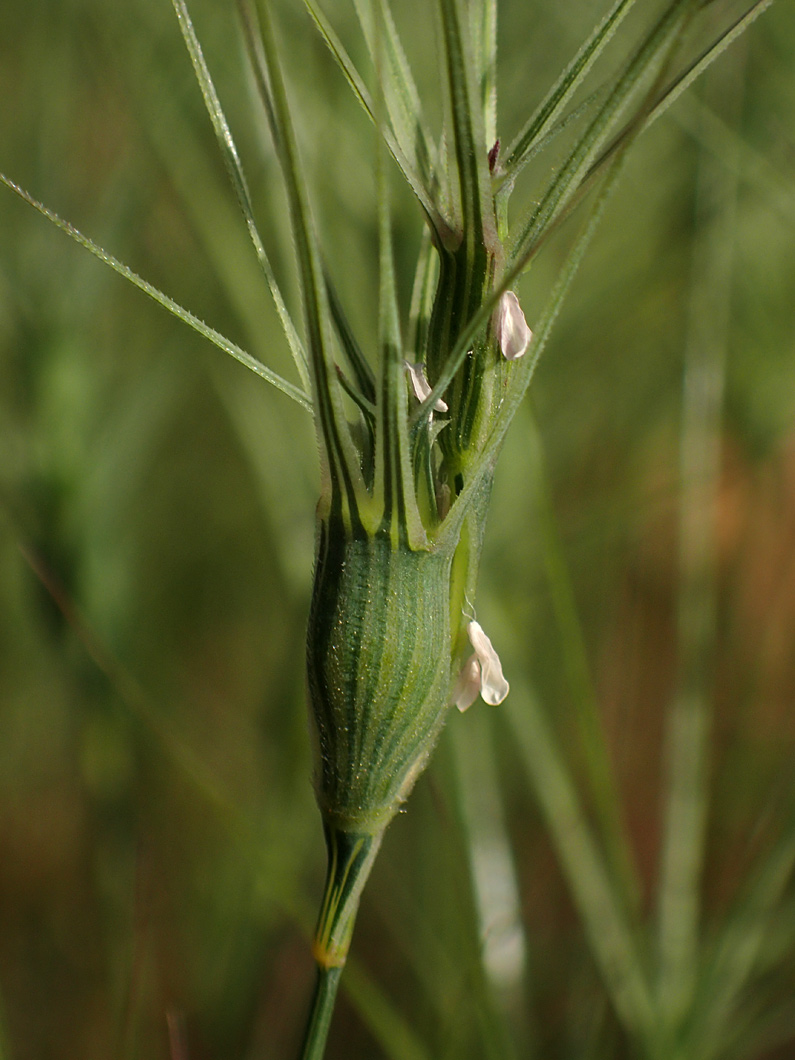 Изображение особи Aegilops ovata.