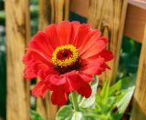 Zinnia elegans