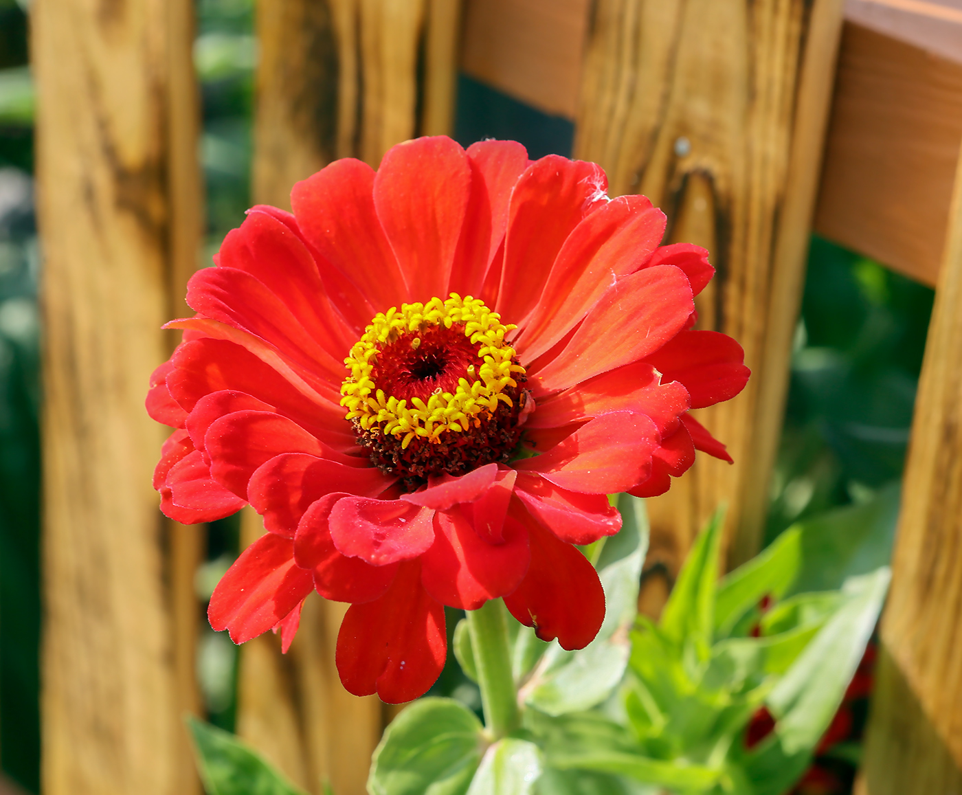 Изображение особи Zinnia elegans.