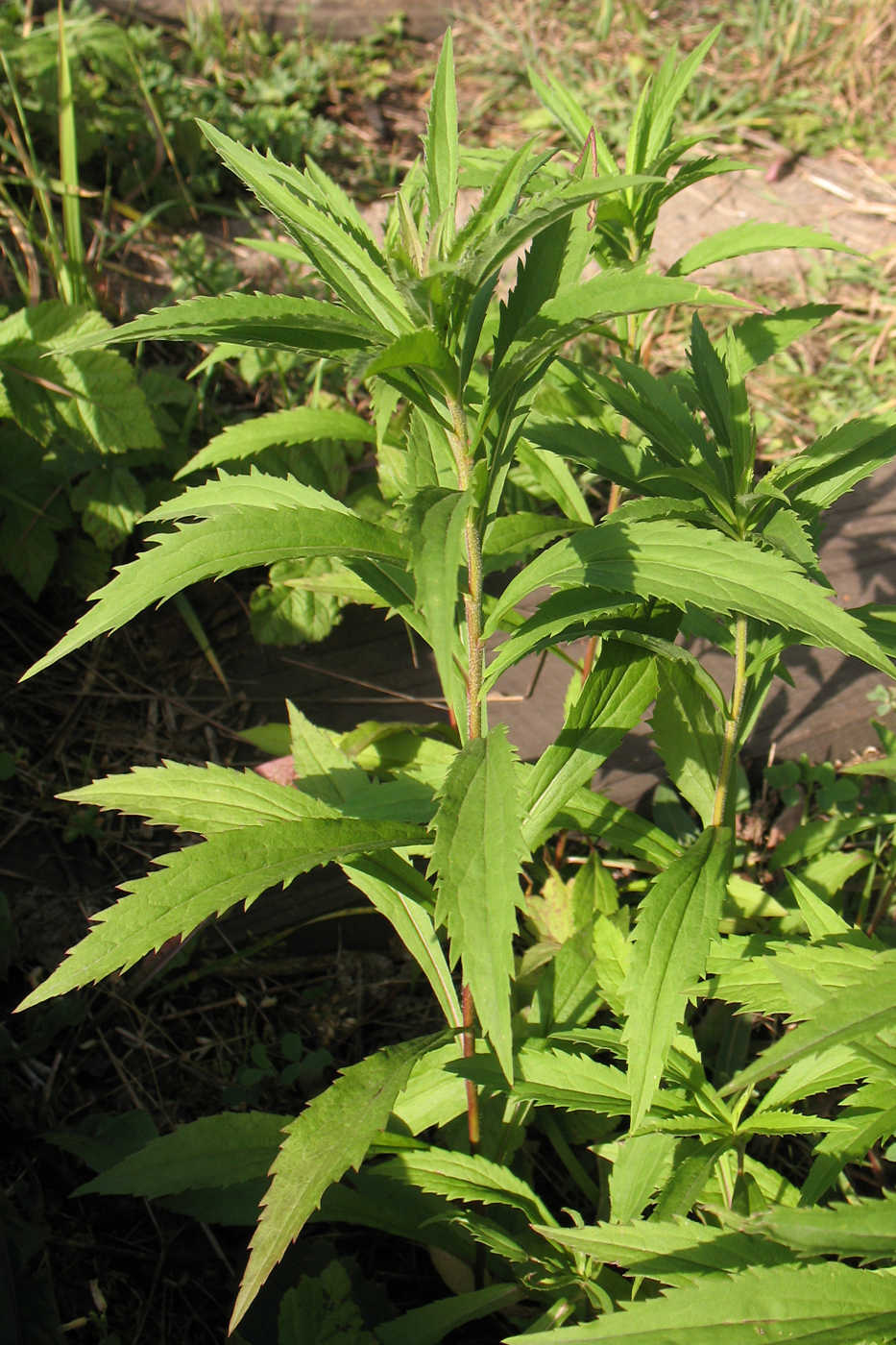 Изображение особи Solidago canadensis.