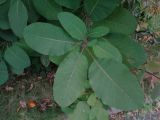 Cotinus coggygria