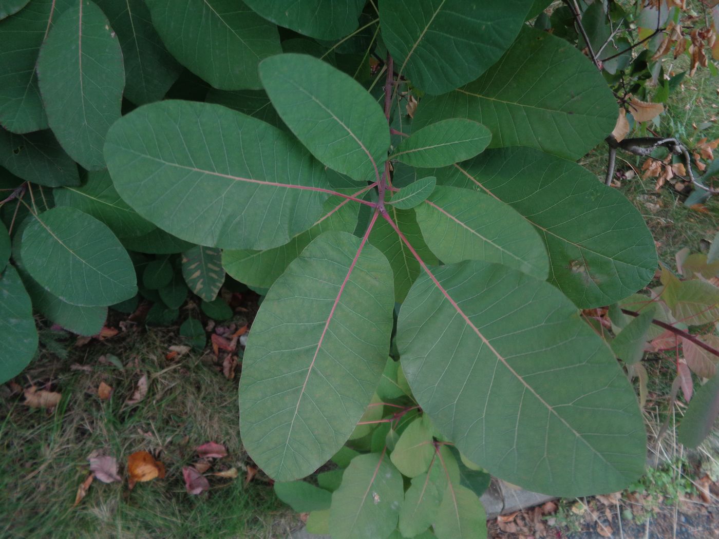 Image of Cotinus coggygria specimen.