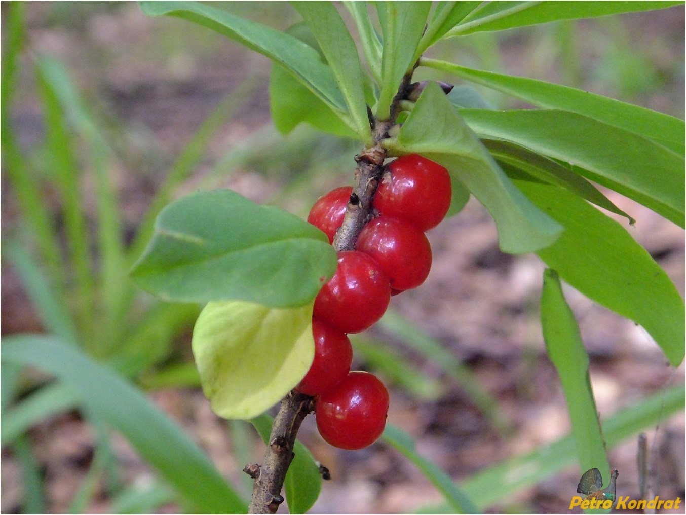 Изображение особи Daphne mezereum.