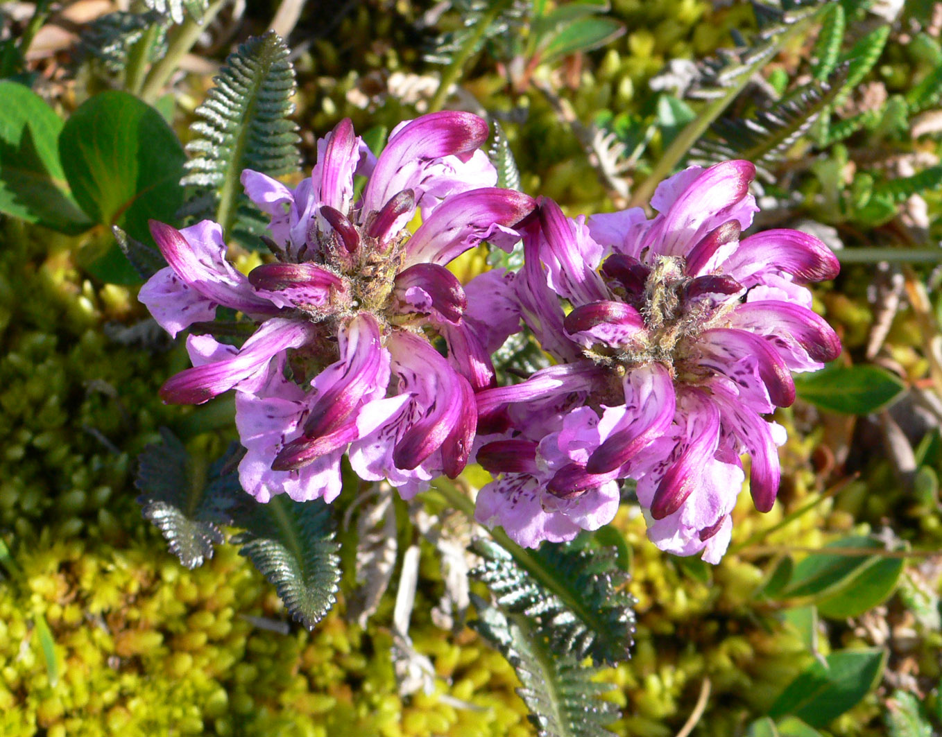 Изображение особи Pedicularis albolabiata.
