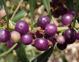 Myoporum acuminatum