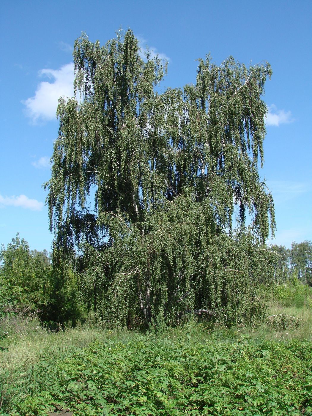 Изображение особи Betula pendula.