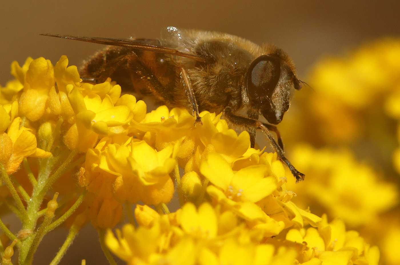 Image of Aurinia saxatilis specimen.