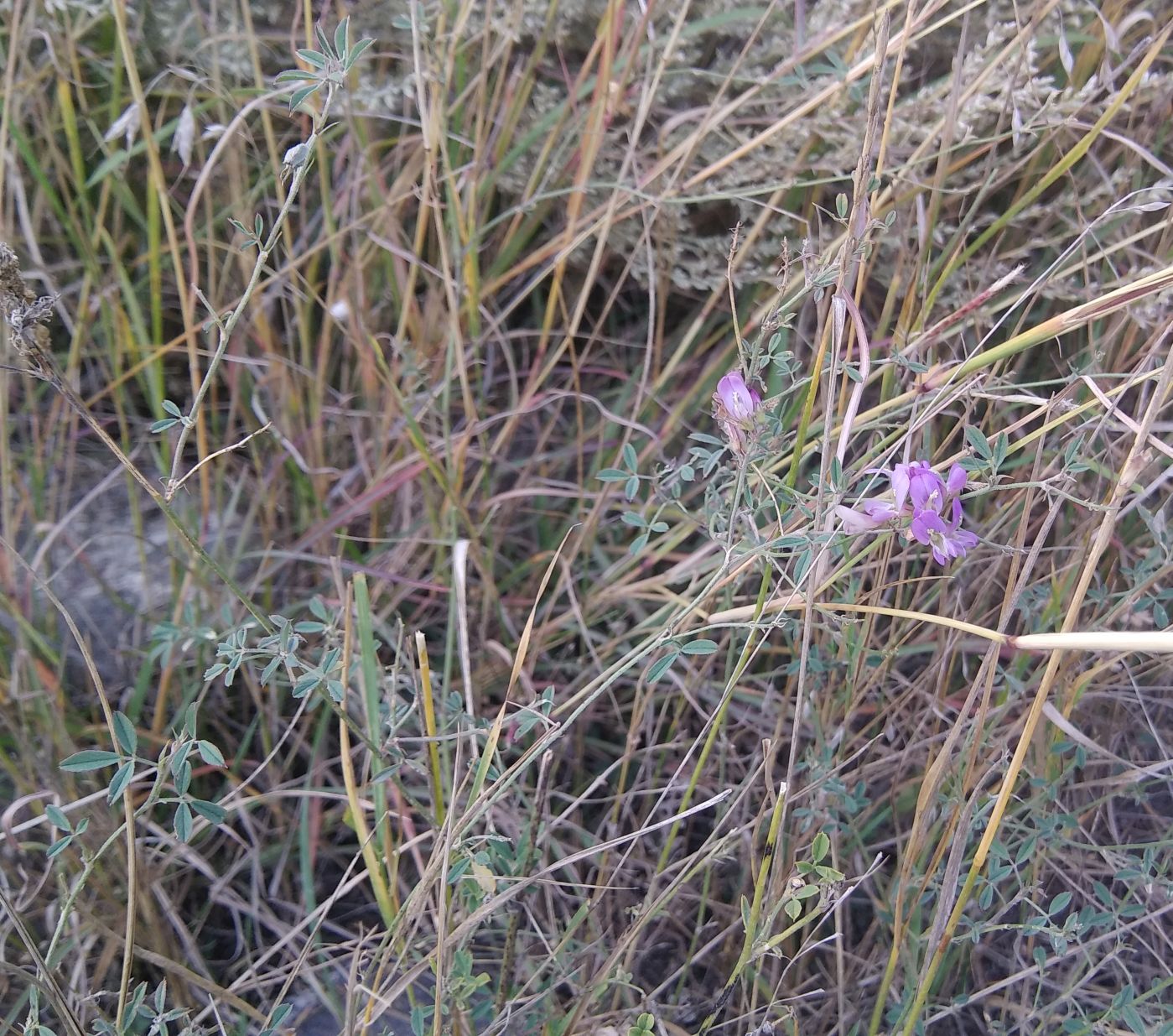 Изображение особи род Medicago.