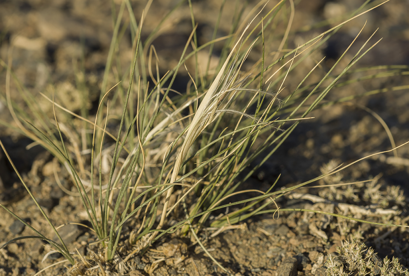 Image of Stipa gobica specimen.