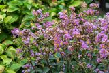 Lagerstroemia indica. Верхушка цветущего растения. Крым, пос. Партенит, парк \"Айвазовское\", в культуре. 23.09.2018.