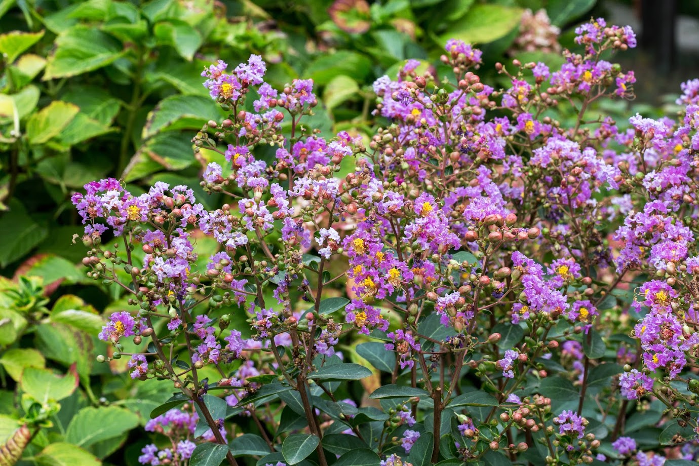 Image of Lagerstroemia indica specimen.
