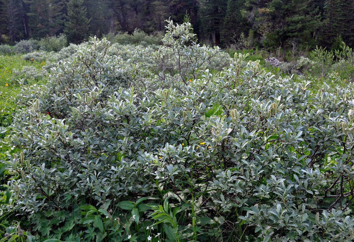 Изображение особи Salix glauca.