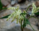 Aconogonon alpinum. Соцветие. Иркутская обл., Иркутский р-н, ур. Ушканья падь, берег оз. Байкал, галечник. 30.05.2018.