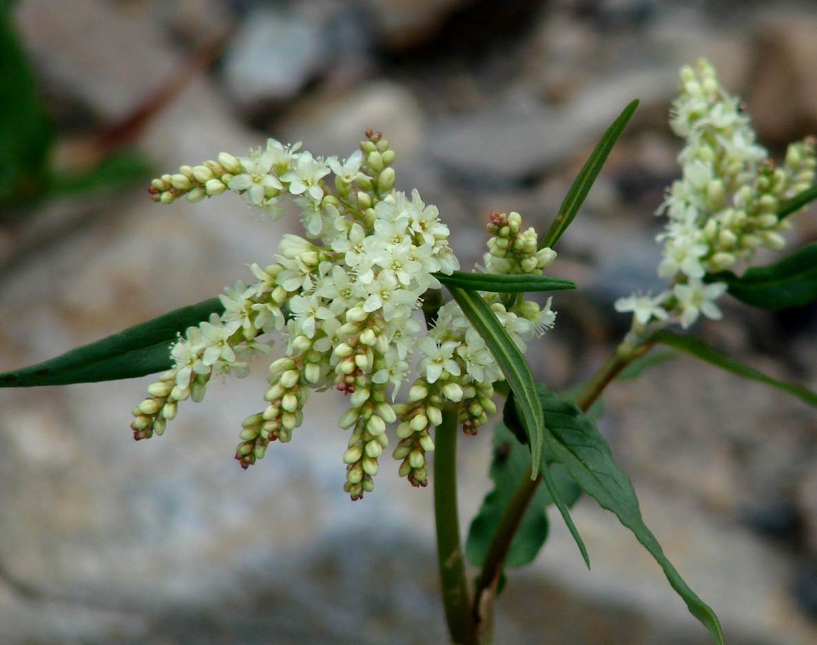 Изображение особи Aconogonon alpinum.