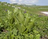 Veratrum lobelianum. Молодые побеги. Адыгея, Кавказский биосферный заповедник, северо-восточный склон горы Блям, ≈ 2350 м н.у.м., субальпийский луг. 19.07.2015.