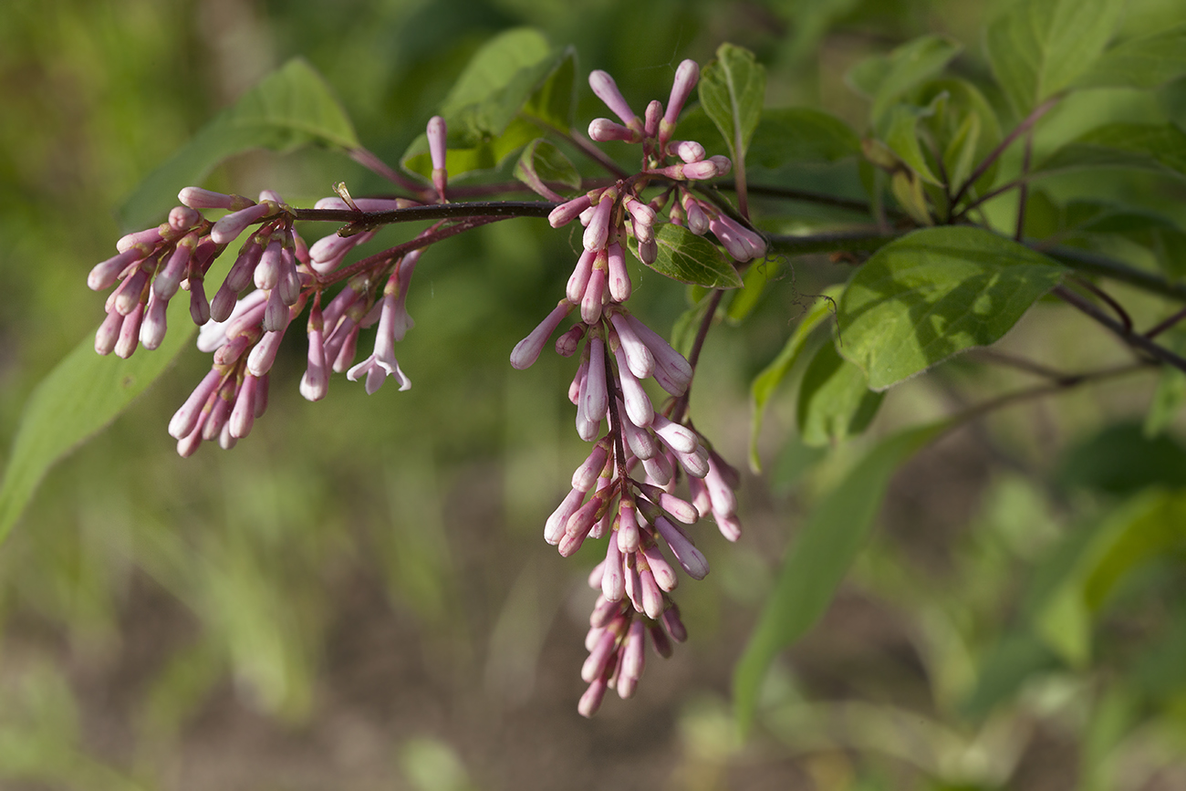 Изображение особи Syringa &times; prestoniae.