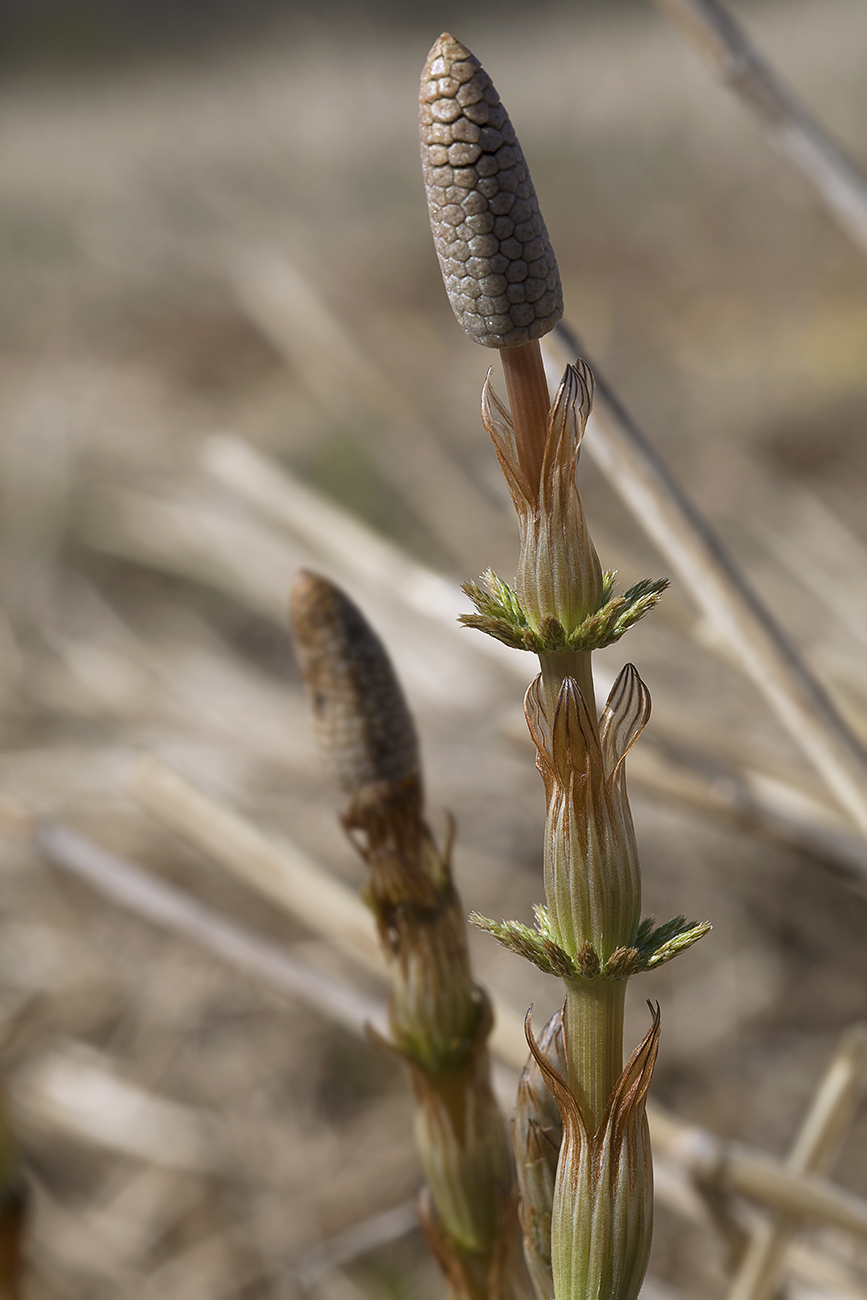 Изображение особи Equisetum sylvaticum.