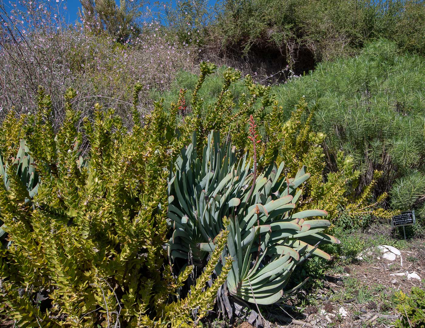 Image of Aloe plicatilis specimen.