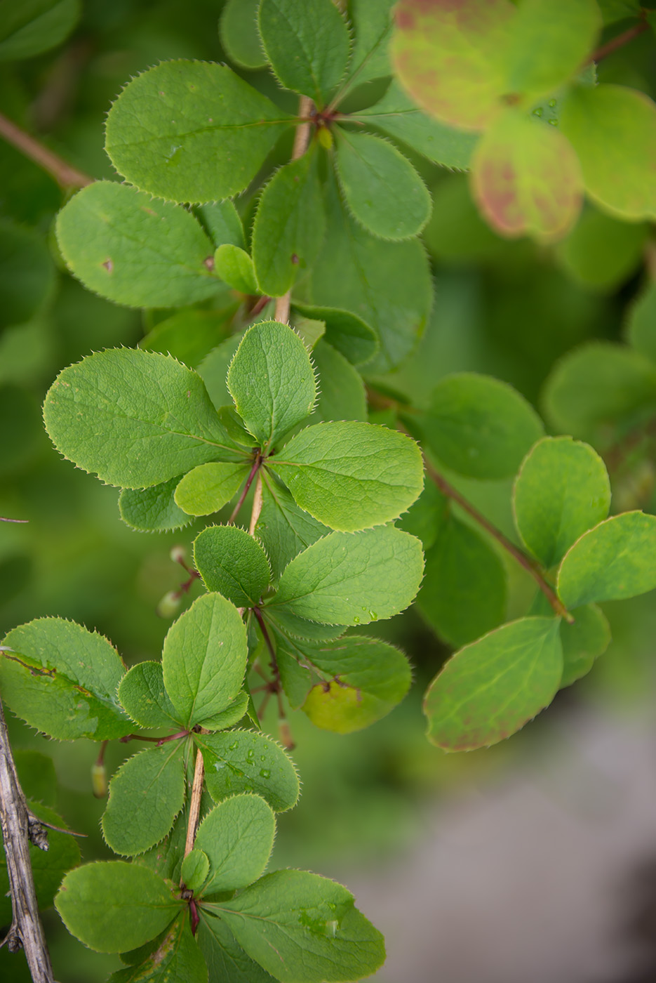 Изображение особи род Berberis.