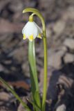 Leucojum vernum