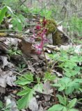 Corydalis cava