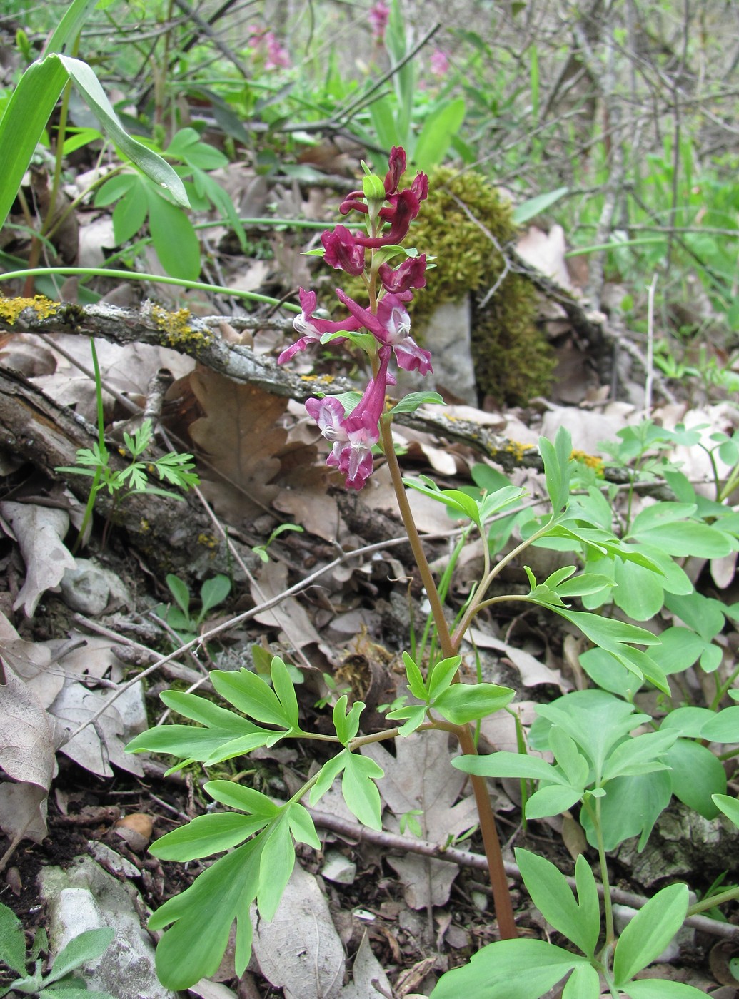 Image of Corydalis cava specimen.