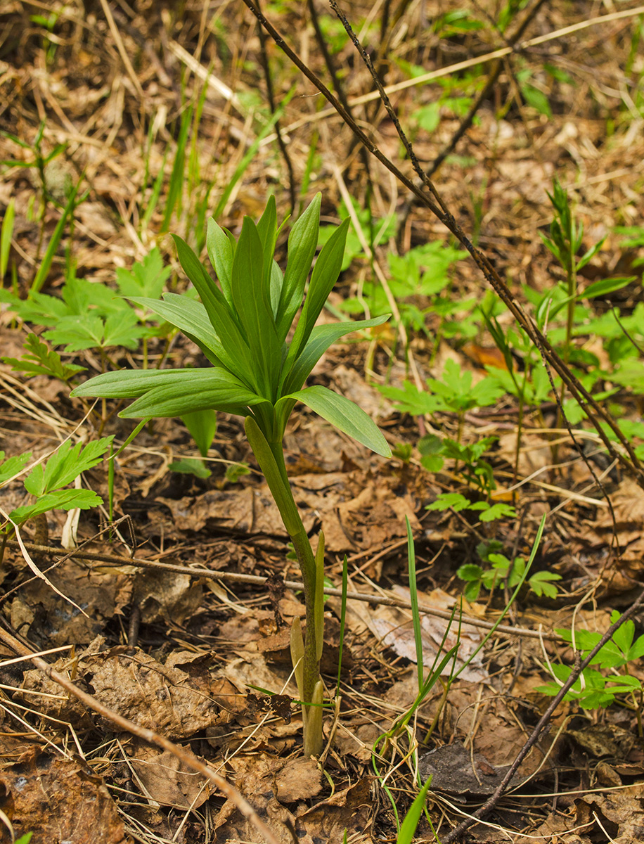 Image of Lilium pilosiusculum specimen.