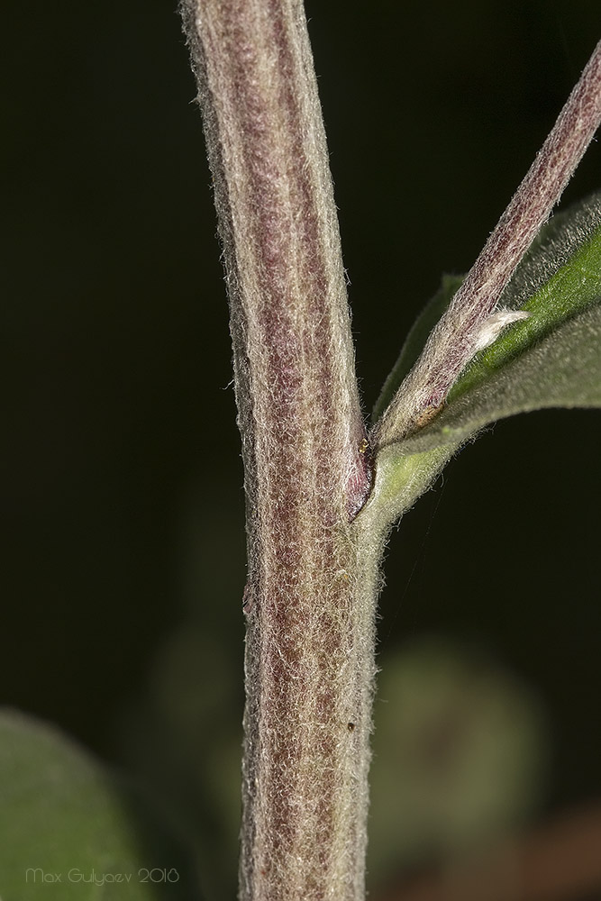 Image of Inula conyza specimen.