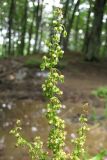 Rumex sylvestris. Соцветие. Крым, вост. склон горы Чатыр-Даг в р-не Ангарского перевала. 4 июля 2010 г.