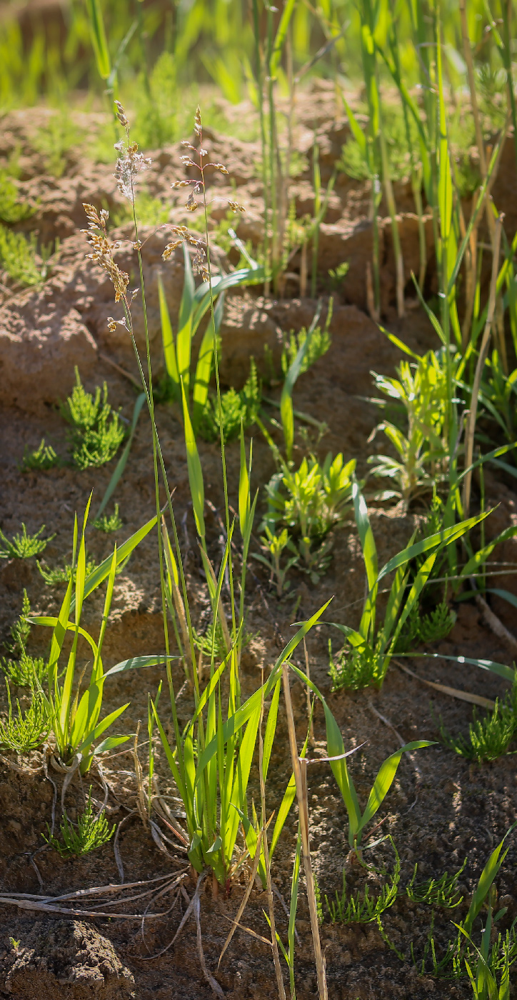 Image of Hierochloe odorata specimen.