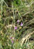 Astragalus pallescens. Соцветие. Волгоградская обл., Иловлинский р-н, природный парк \"Донской\"; правобережье р. Дон, сухая степь. 22.06.2019.
