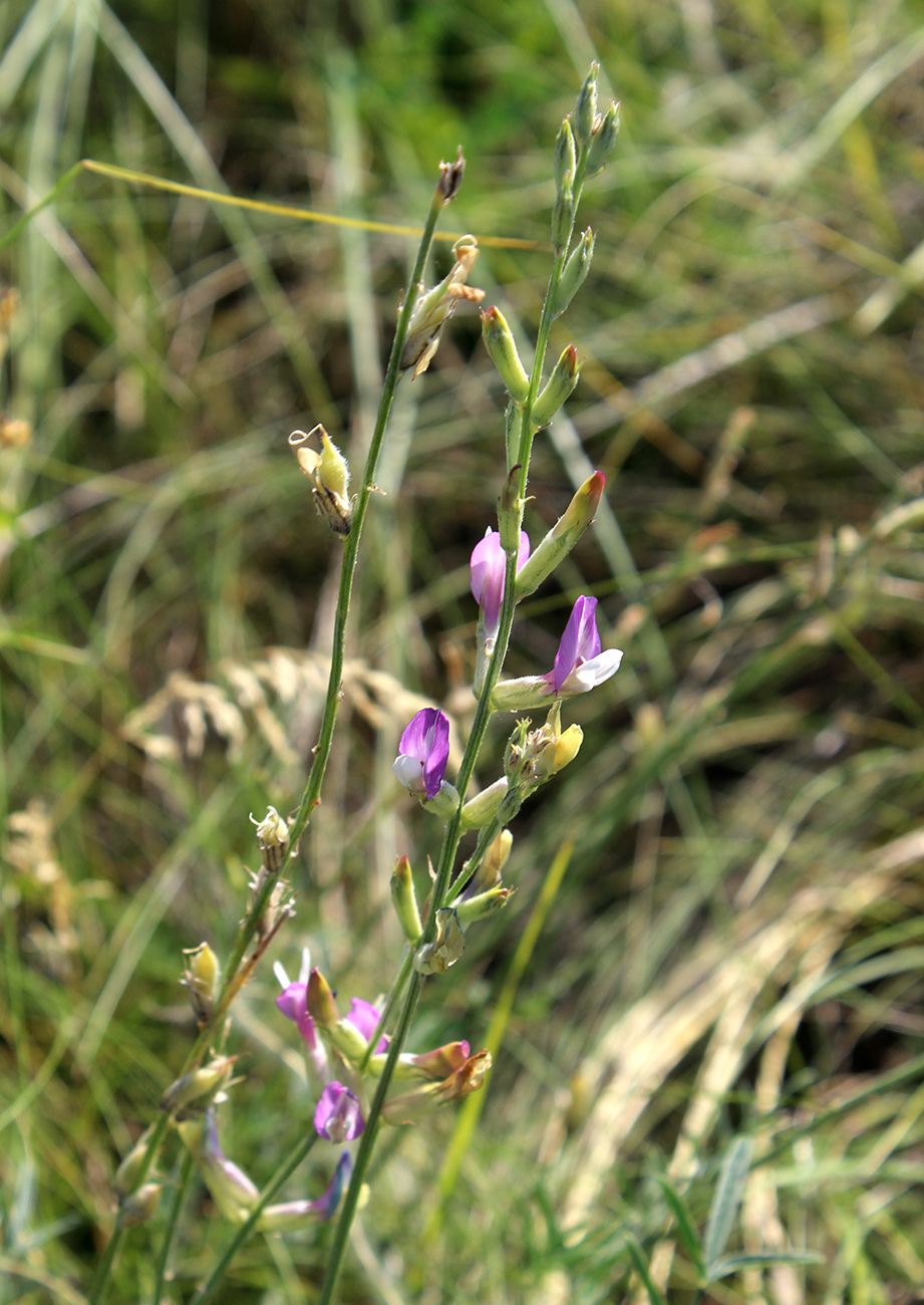 Изображение особи Astragalus pallescens.