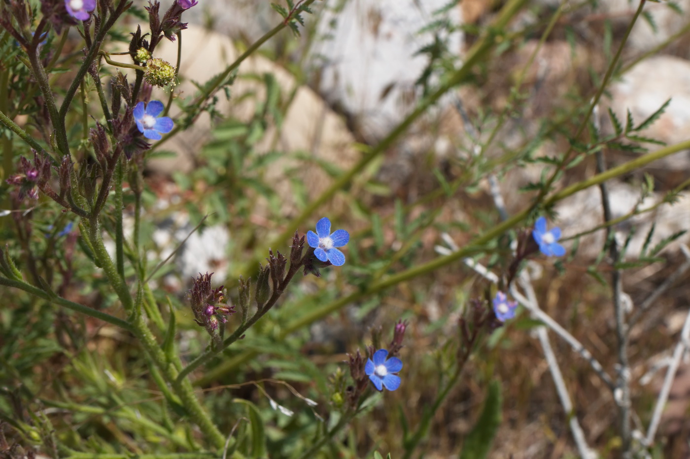 Image of Anchusa azurea specimen.