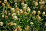 Trifolium pannonicum. Верхушки цветущих растений. Сербия, национальный парк Тара, плоскогорье Равна Тара, луг. 08.07.2019.