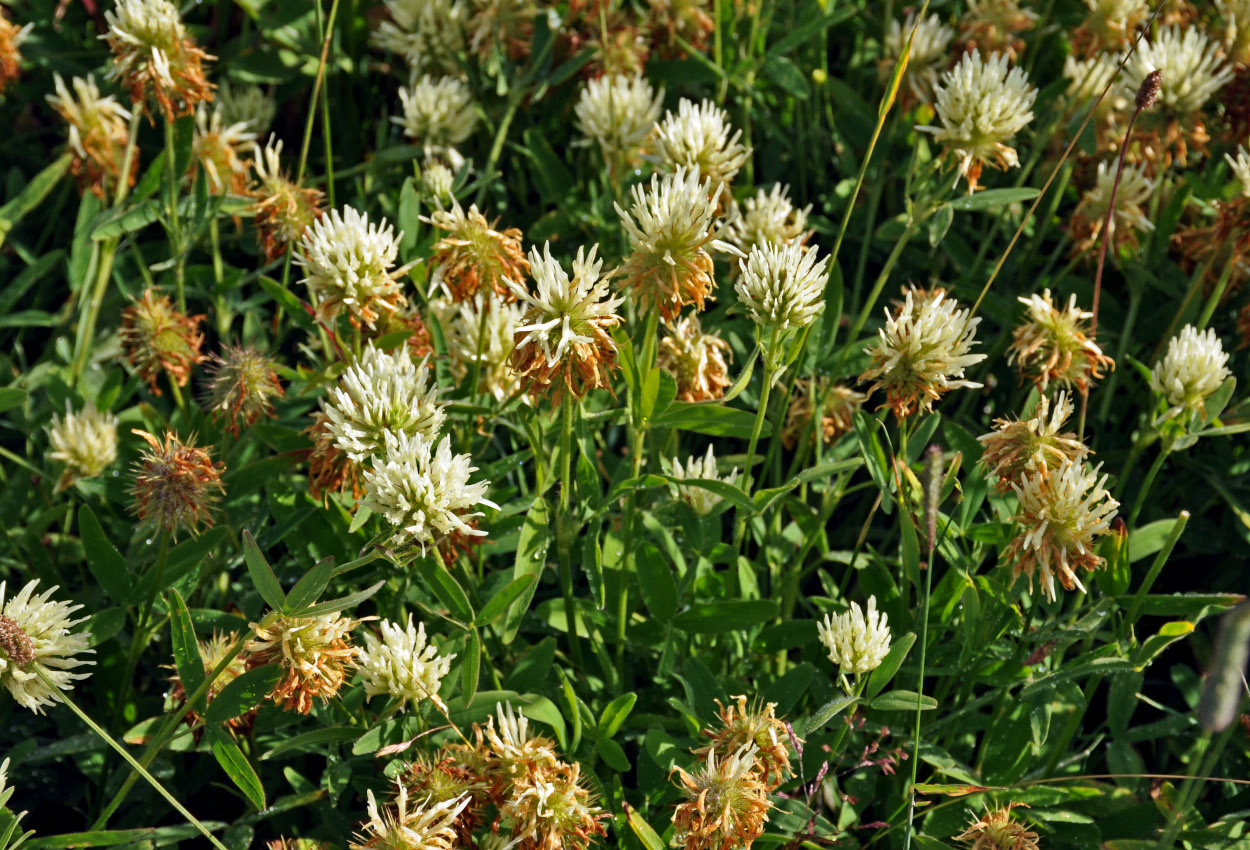 Изображение особи Trifolium pannonicum.