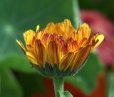 Calendula officinalis. Раскрывающееся соцветие (культивар). Московская обл., Раменский р-н, окр. дер. Хрипань, садовый участок. 25.07.2019.