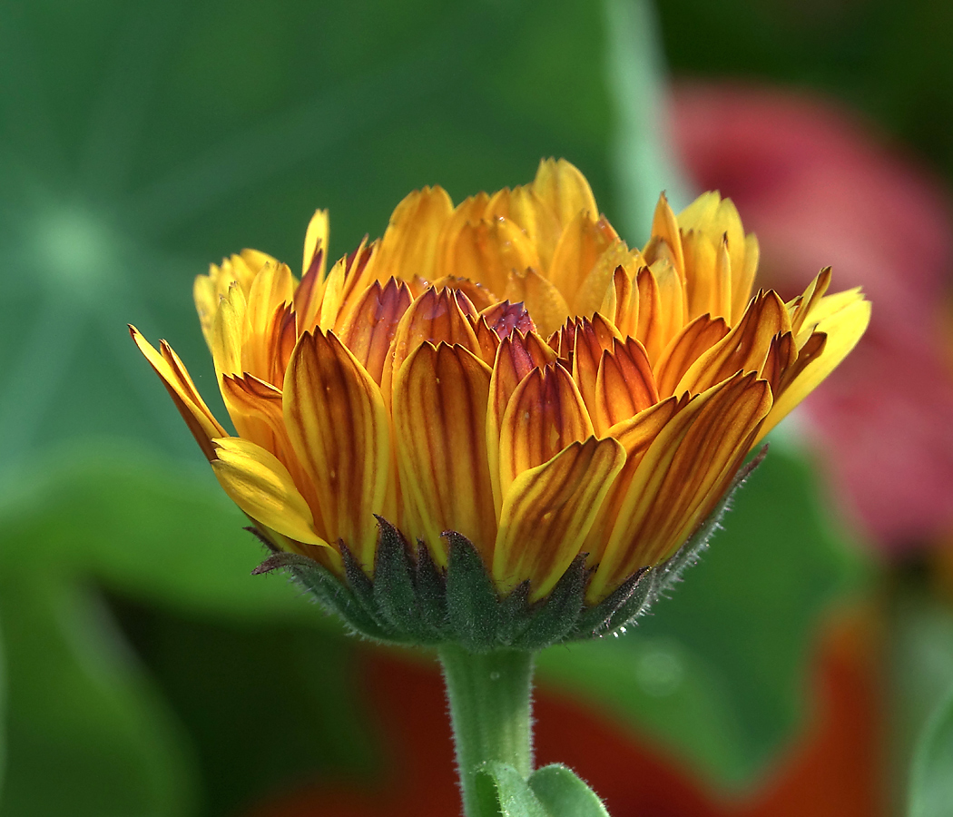 Изображение особи Calendula officinalis.