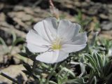 Convolvulus ruprechtii